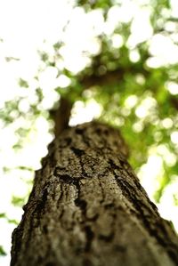 Low angle view of tree trunk