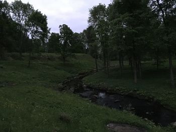 Scenic view of trees by river