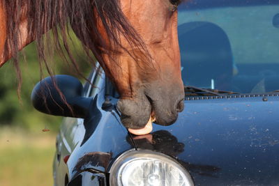 Close-up of horse riding