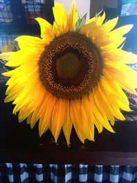 sunflower