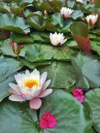 Close-up of lotus water lily in pond