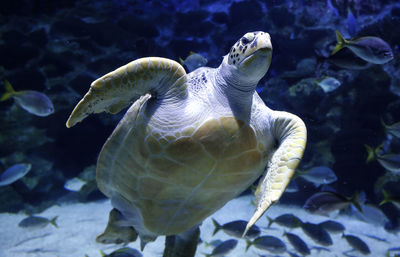 A sea turtle swims in an indoor aquarium.
