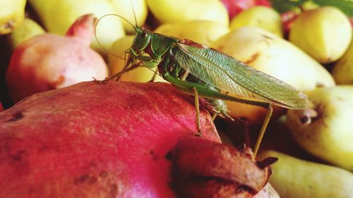 Close-up of insect on fruit