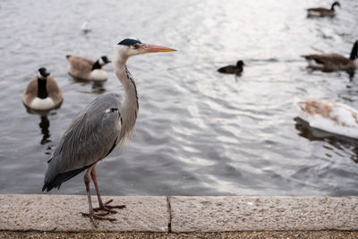 Birds perching on a lake