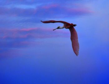 Bird flying against sky