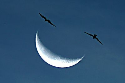 Low angle view of birds flying against blue sky