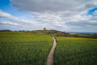 Oilseed rapeseed fields