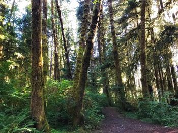 Trees in forest