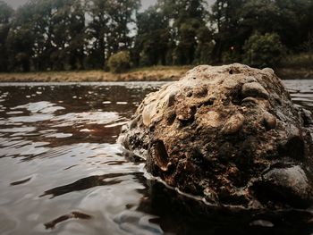Reflection of trees in water