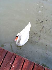 High angle view of swans swimming in lake