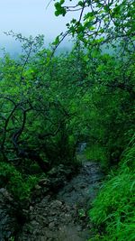 Road amidst trees in forest against sky