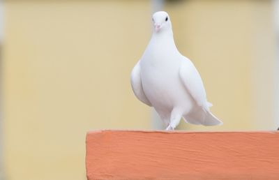 Close-up of dove