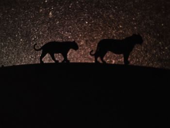 Two dogs walking on street at night