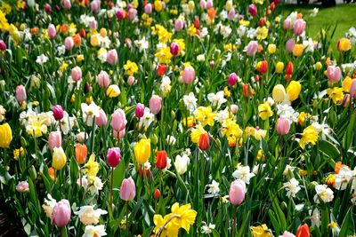 Close-up of multi colored tulips in field