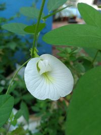 Close-up of white flowering plant