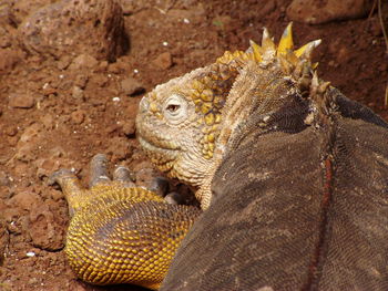 Close-up of turtle