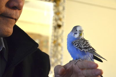 Close-up of man with budgerigar sitting on hand