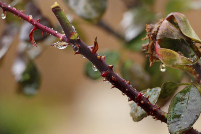 Close-up of wet plant during rainy season