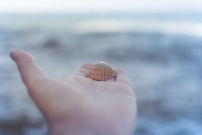 Cropped image of hand holding sea shell