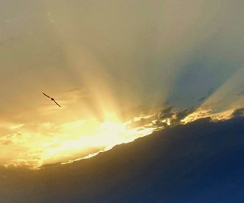 Low angle view of silhouette bird flying against sky during sunset