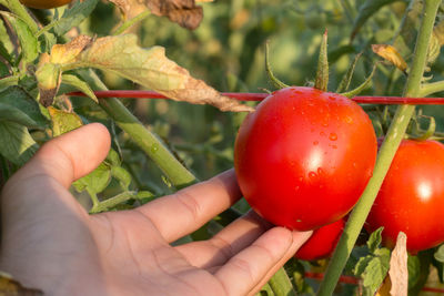 Cropped hand touching wet tomato growing at farm