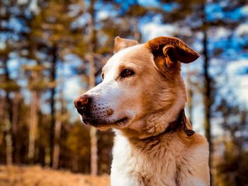 Close-up of dog against trees