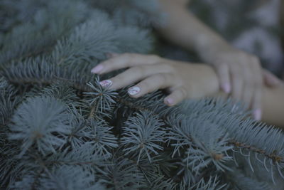 Close-up of woman hand touching spruce tree