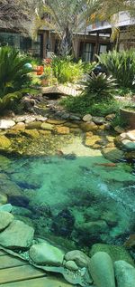 Plants growing in swimming pool