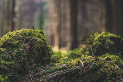 Close-up of moss growing on tree trunk