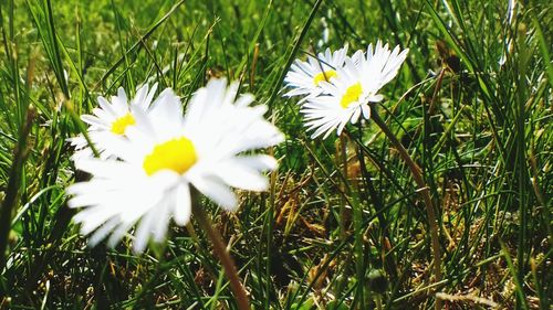 Close-up of white flower blooming on field