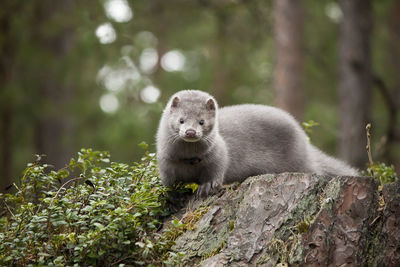 Rodent on tree stump