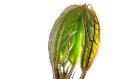 Close-up of plant against white background