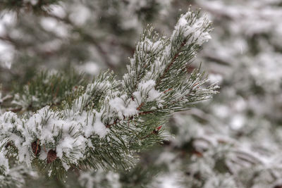 Close-up of frozen plant