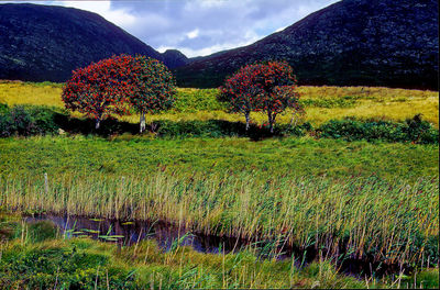 Plants growing on land against sky