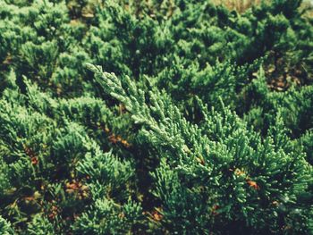 View of tree in forest