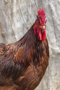 Close-up of chicken