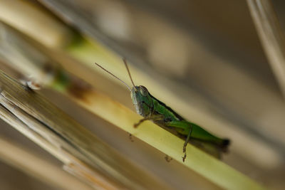 Close-up of insect