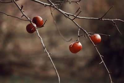 Close-up of red berries on branch