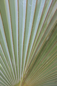 Full frame shot of palm leaves