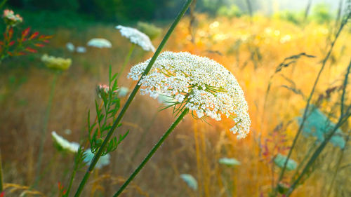 Close-up of flowering plants on field