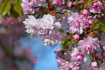 Close-up of pink flowers