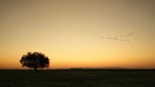 Silhouette birds on land against sky during sunset