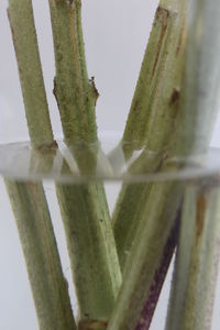 Close-up of cactus plant