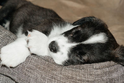 Close-up of dog sleeping
