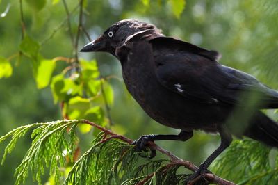 Close-up of bird perching on branch