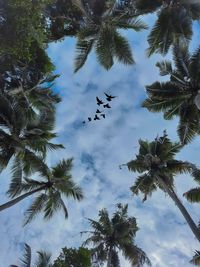 Low angle view of palm trees against sky