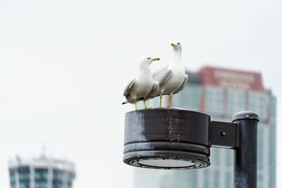 Low angle view of seagull perching against clear sky