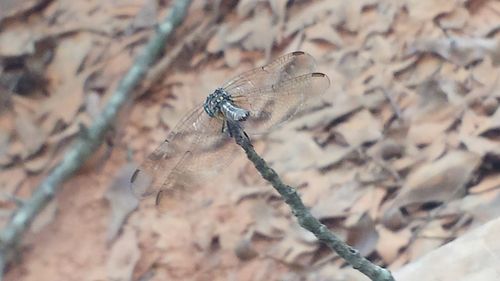 Close-up of insect