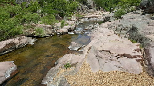 River amidst trees