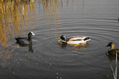 High angle view of ducks in lake